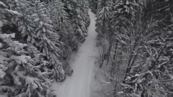 Neve Coberto Árvores Uma Floresta Com Névoa Movimento Luz Bonita — Vídeo de Stock
