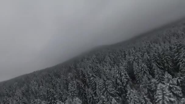 雪覆在森林里的树木上 飘飘欲仙的雾气和美丽的光线 鸟瞰着冬季的画面 高质量的4K镜头 — 图库视频影像