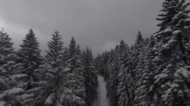 Kar, hareket eden bir sis ve güzel bir ışıkla ağaçlarla kaplıydı. Hava kuşları kış görüntülerini izliyordu. Yüksek kalite 4k görüntü