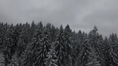 Kar, hareket eden bir sis ve güzel bir ışıkla ağaçlarla kaplıydı. Hava kuşları kış görüntülerini izliyordu. Yüksek kalite 4k görüntü