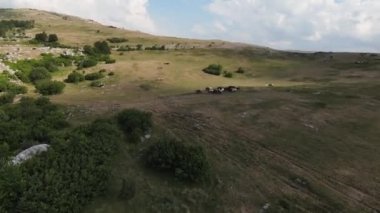Vahşi at sürüsü bozkırda dört nala koşuyor. FPV İHA 'sı büyük bir hayvan grubunun üzerinde uçuyor. Günbatımı doğal manzara. Yavaş çekim hızlı uçuş. Arka planda vahşi doğa.