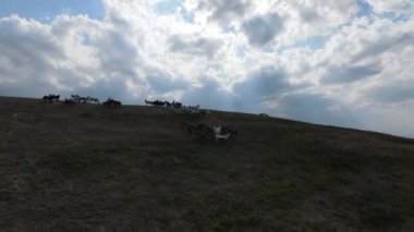 Vahşi at sürüsü bozkırda dört nala koşuyor. FPV İHA 'sı büyük bir hayvan grubunun üzerinde uçuyor. Günbatımı doğal manzara. Yavaş çekim hızlı uçuş. Arka planda vahşi doğa.