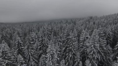 Kar, hareket eden bir sis ve güzel bir ışıkla ağaçlarla kaplıydı. Hava kuşları kış görüntülerini izliyordu. Yüksek kalite 4k görüntü