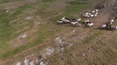 Vahşi at sürüsü bozkırda dört nala koşuyor. FPV İHA 'sı büyük bir hayvan grubunun üzerinde uçuyor. Günbatımı doğal manzara. Yavaş çekim hızlı uçuş. Arka planda vahşi doğa.
