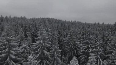 Kar, hareket eden bir sis ve güzel bir ışıkla ağaçlarla kaplıydı. Hava kuşları kış görüntülerini izliyordu. Yüksek kalite 4k görüntü