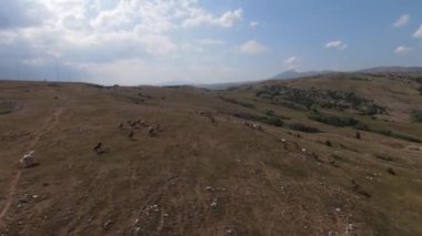 Vahşi at sürüsü bozkırda dört nala koşuyor. FPV İHA 'sı büyük bir hayvan grubunun üzerinde uçuyor. Günbatımı doğal manzara. Yavaş çekim hızlı uçuş. Arka planda vahşi doğa.