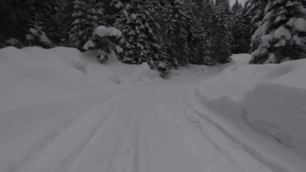 雪に覆われた森の中で 霧と美しい光 空中の鳥の目の冬の映像を移動する木々 高品質4K映像 — ストック動画