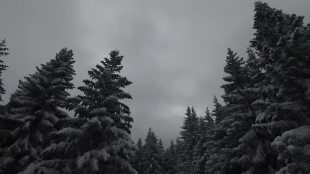 Des Arbres Enneigés Dans Une Forêt Avec Une Brume Mouvante — Video