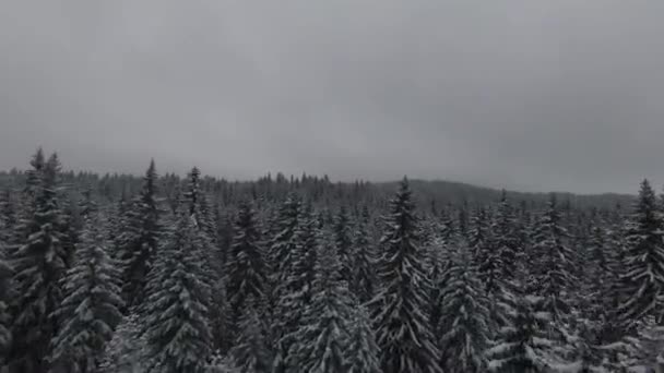 雪覆在森林里的树木上 飘飘欲仙的雾气和美丽的光线 鸟瞰着冬季的画面 高质量的4K镜头 — 图库视频影像