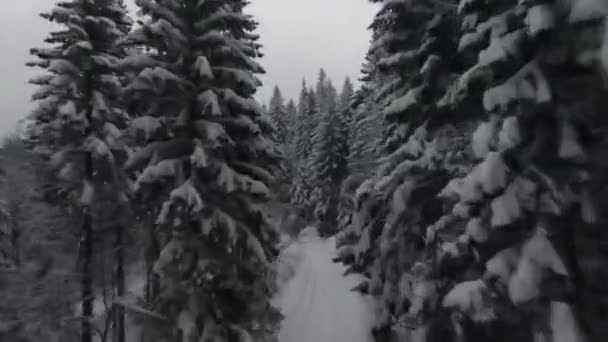 Neve Coberto Árvores Uma Floresta Com Névoa Movimento Luz Bonita — Vídeo de Stock