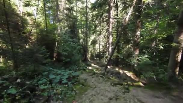 Aerial Drone Shot Flying Enchanted Forest Wild Gorge Creek Running — Stock Video