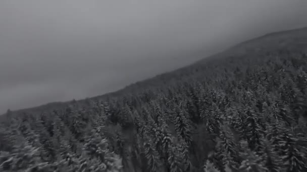 Des Arbres Enneigés Dans Une Forêt Avec Une Brume Mouvante — Video