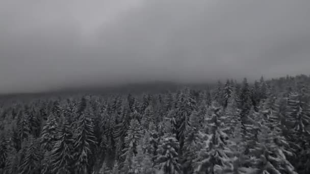 雪覆在森林里的树木上 飘飘欲仙的雾气和美丽的光线 鸟瞰着冬季的画面 高质量的4K镜头 — 图库视频影像