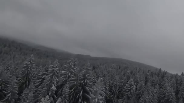 Snow Covered Trees Forest Moving Mist Beautiful Light Aerial Birds — Stock Video