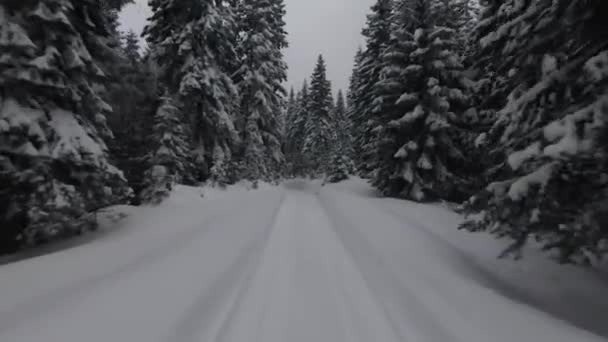Sneeuw Bedekt Bomen Een Bos Met Bewegende Mist Mooi Licht — Stockvideo