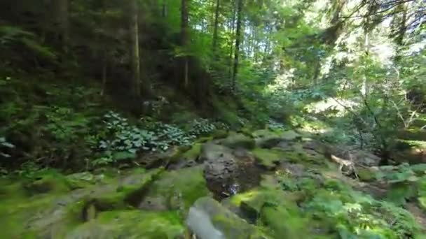 滝の下を流れる小川と野生の峡谷で魅惑的な森の中を飛んで空中ドローンショット 苔と緑の石 カメラはゆっくりと進む非常に低い飛行 音で急いで水 — ストック動画