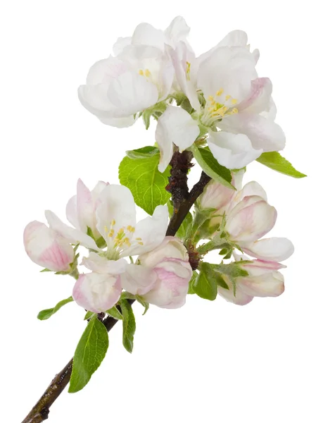 苹果树开花的枝条 — 图库照片