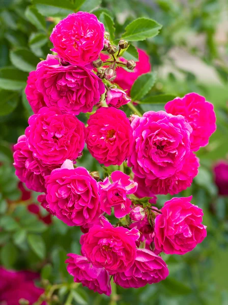 Zweig schöner rosa Rosen — Stockfoto