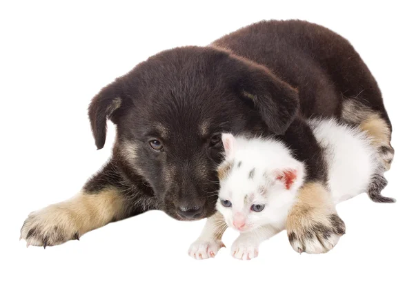 Kedi ve köpek yavrusu — Stok fotoğraf