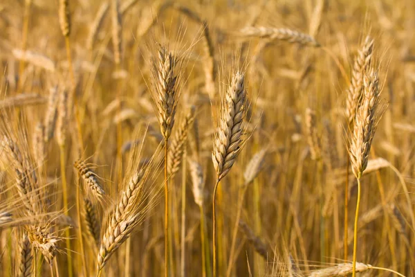 Veld met rijpe rogge — Stockfoto