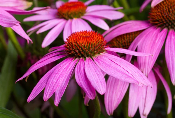 Echinacea blommor — Stockfoto