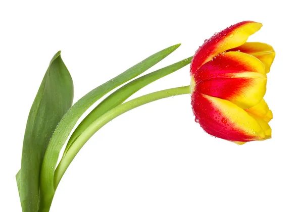 Tulipano rosso-giallo — Foto Stock