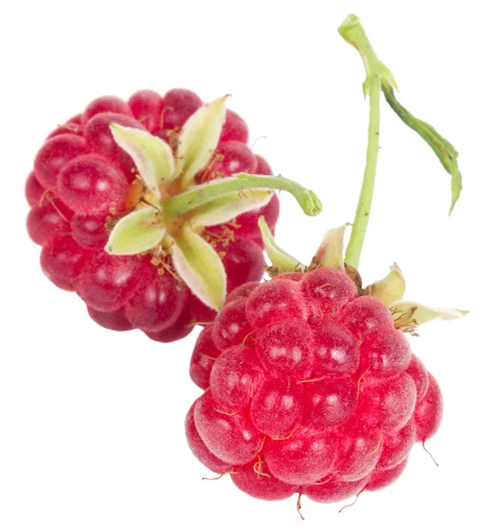 Ripe raspberry — Stock Photo, Image