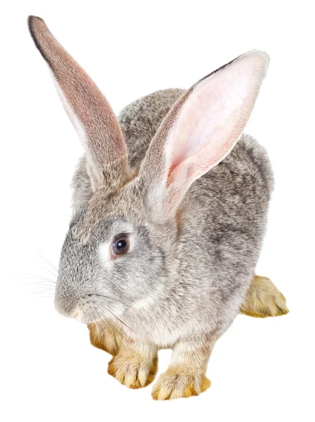 Pojedynczy szary królik — Zdjęcie stockowe