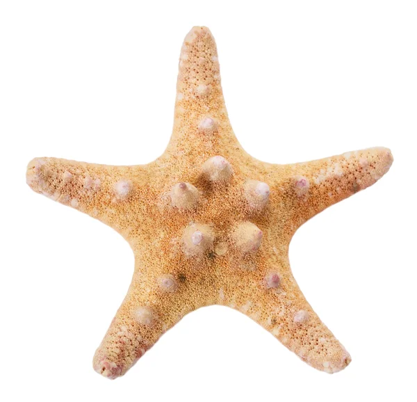 Close-up starfish — Stockfoto