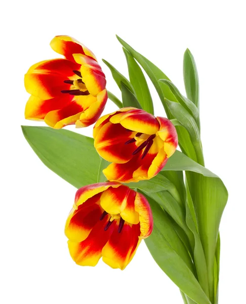 Rot-gelber Tulpenstrauß — Stockfoto