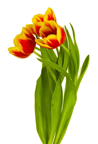 Bouquet di tulipani giallo-rossi — Foto Stock