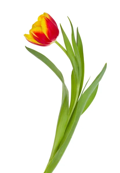 Red-yellow tulip — Stock Photo, Image