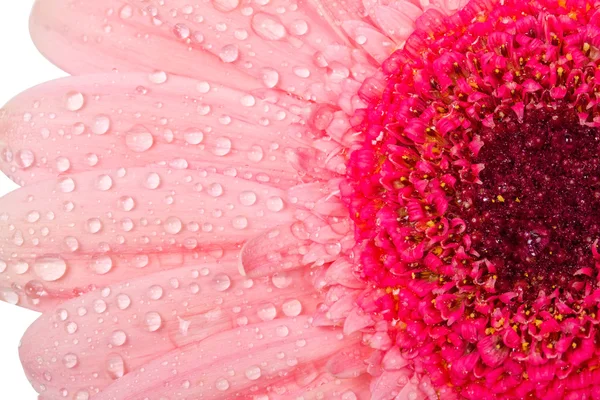 Мокрый цветок герберы — стоковое фото