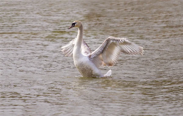 White swan spreading wings — Stock Photo, Image