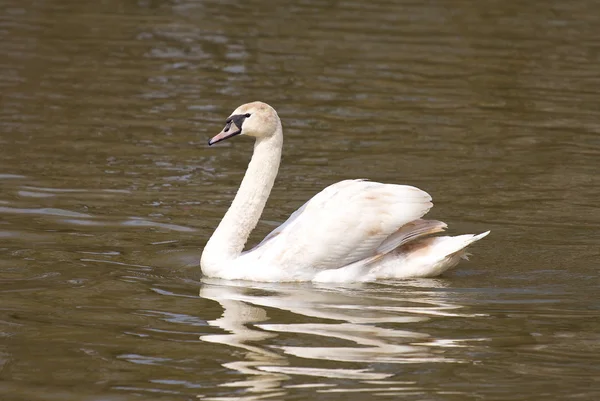 Swan simning på sjön — Stockfoto