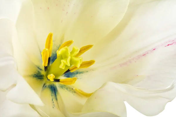 Tulipán blanco — Foto de Stock