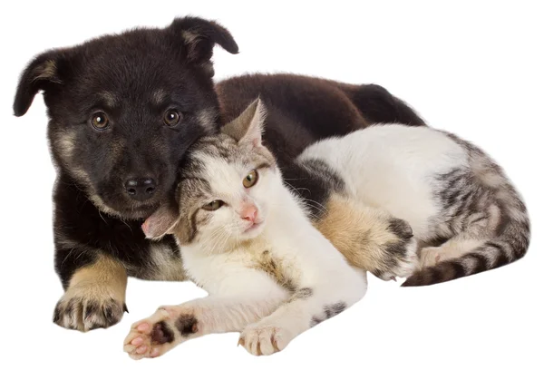 강아지와 고양이 스톡 사진