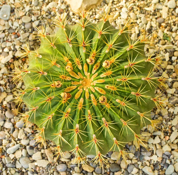 Big cactus — Stock Photo, Image