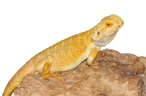 Australian dragon lizard — Stock Photo, Image