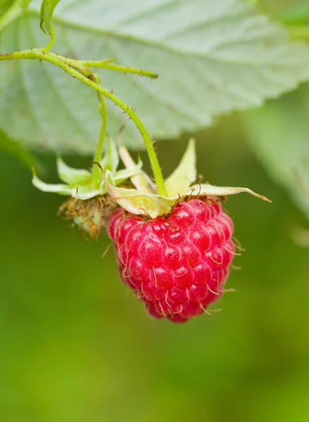 Branch of ripe raspberry — Stock Photo, Image