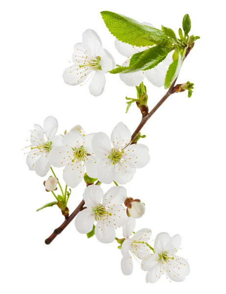 Blooming cherry branch — Stock Photo, Image