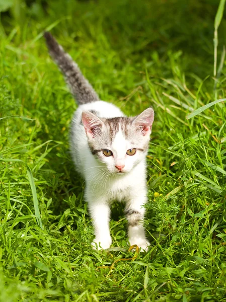 Чорно-білий кошеня — стокове фото