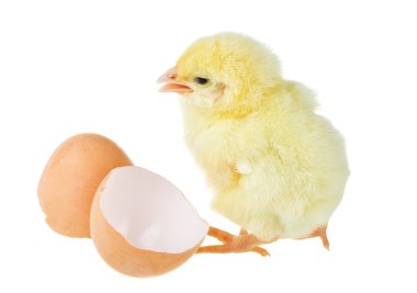 Fıstık kabuğu yakınındaki