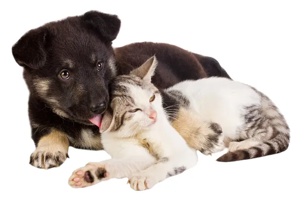 子犬と猫 — ストック写真
