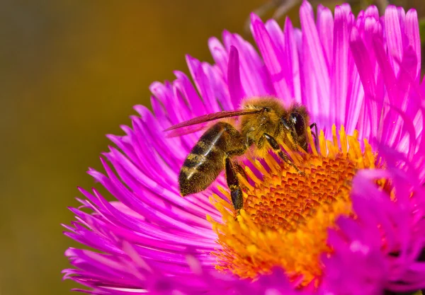 Μέλισσα σε ροζ λουλούδι — Φωτογραφία Αρχείου