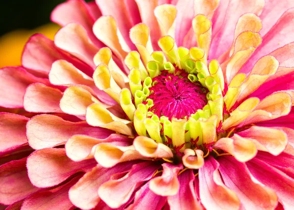 Fiore di Dahlia — Foto Stock