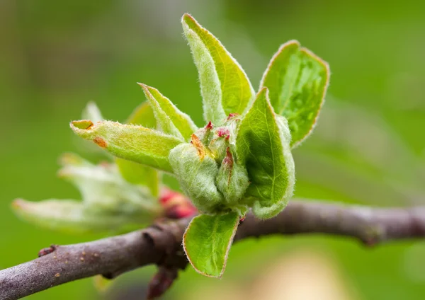 Neue Blätter am Apfelbaum — Stockfoto