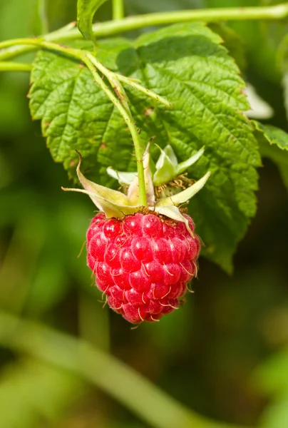 Branch of ripe raspberry — Stock Photo, Image