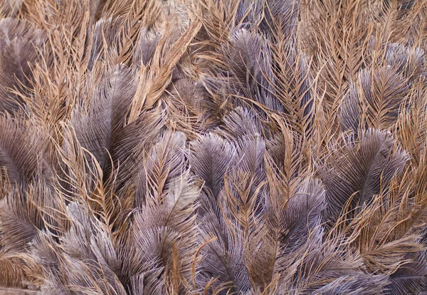 Ostrich feathers background — Stock Photo, Image