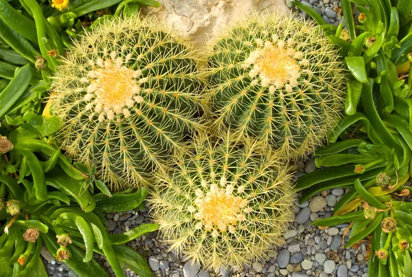 Cactuses background — Stock Photo, Image